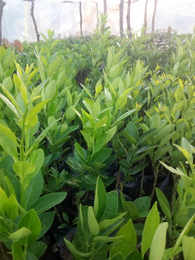 Clementine Naartjies Seedlings