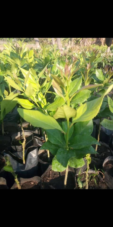 Eureka Lemons Seedlings