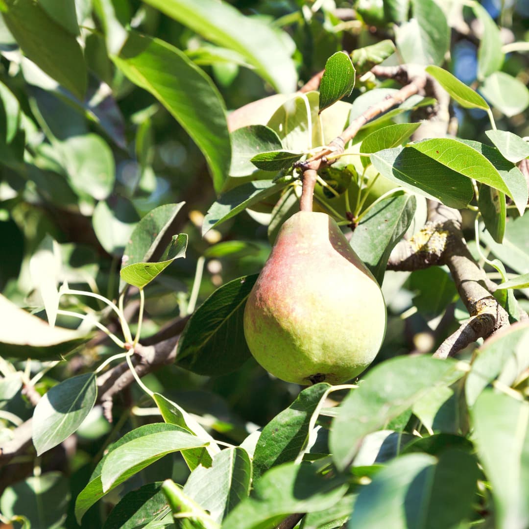 Grafted Fruit Trees