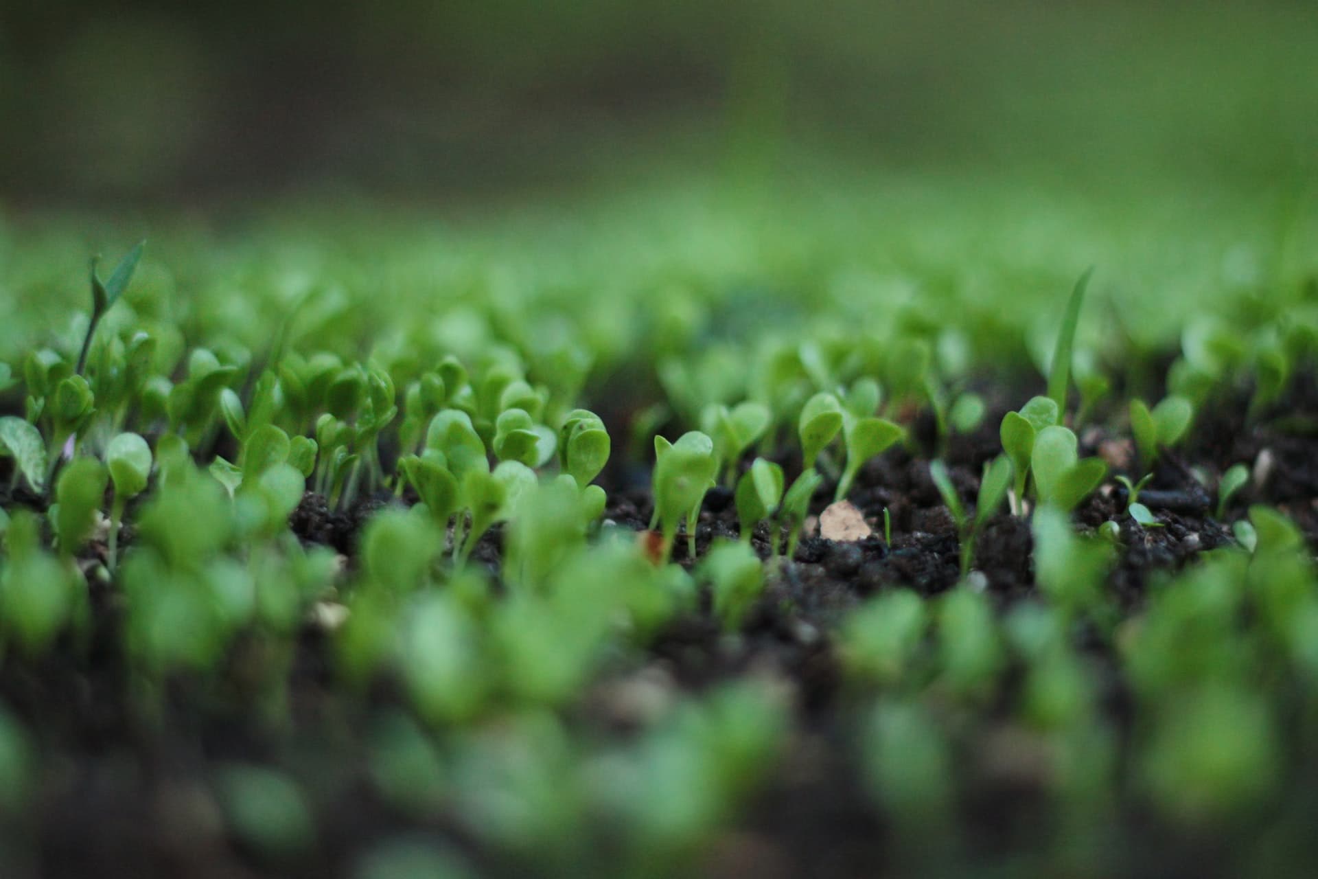 Germinating