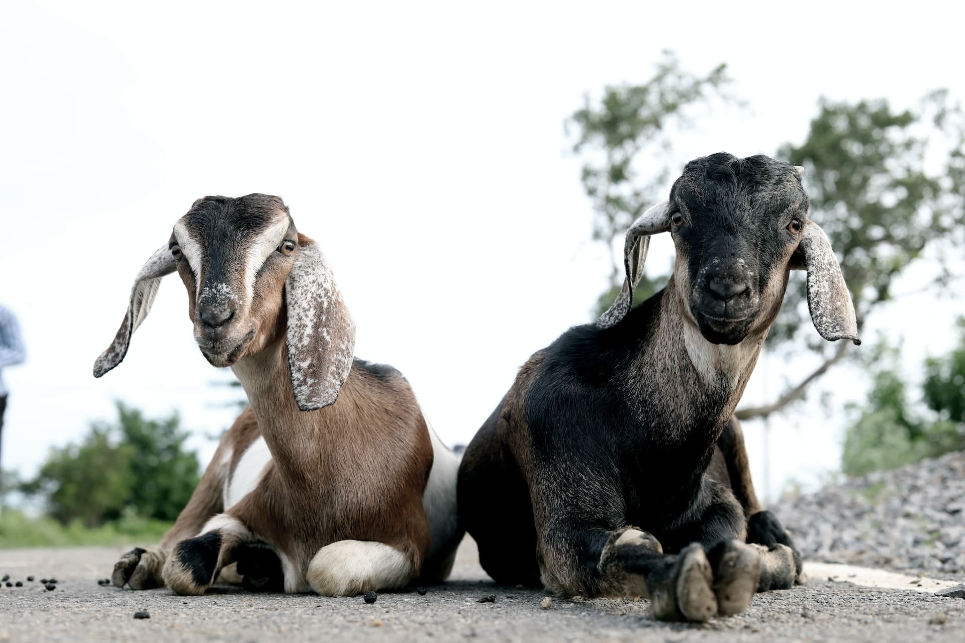 Livestock