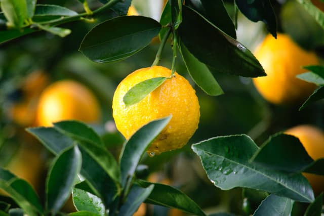 Lemon Tree Seedlings