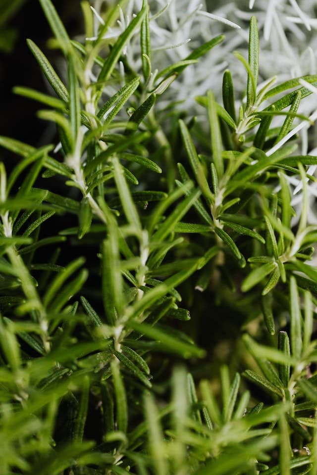 Rosemary 