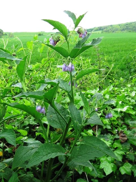 Russian Comfrey