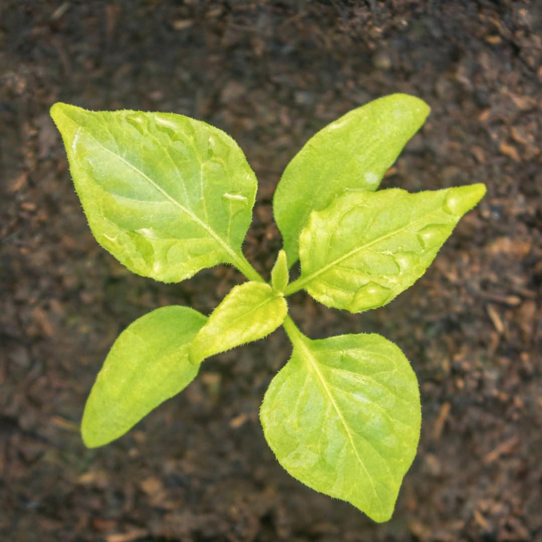 Sweet Potato Vines