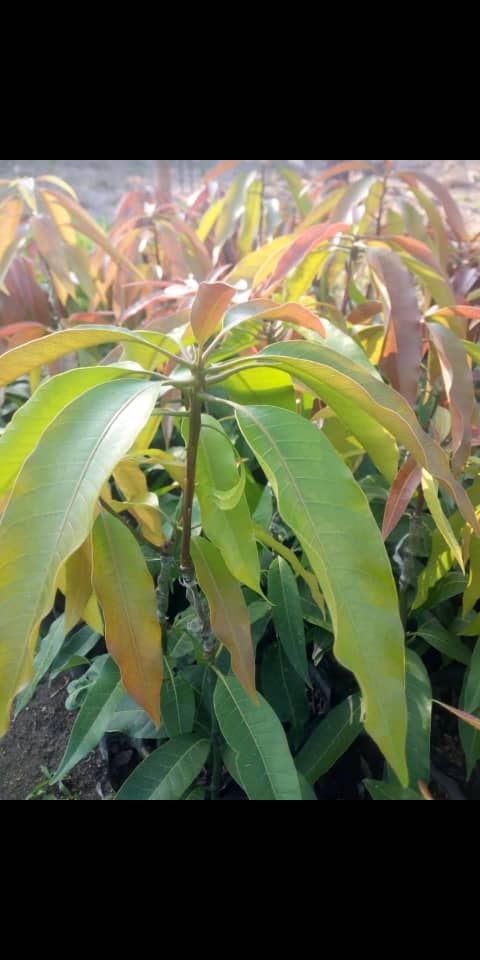 Tommy Atkins Mango Seedlings