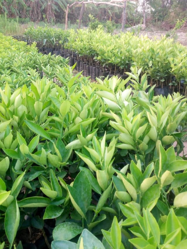 Washington Navel Orange Seedlings